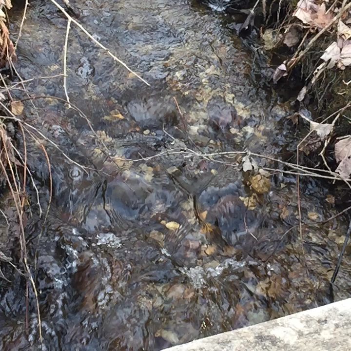 Black Brook Preserve - Hiking Near Me - Windham, Maine