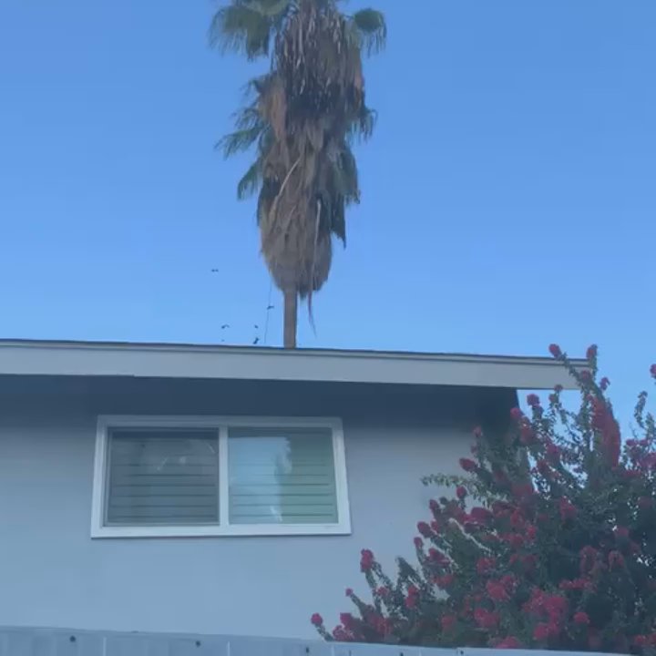 D&N Tree Care - Trimming service - Tree Services Near Me
