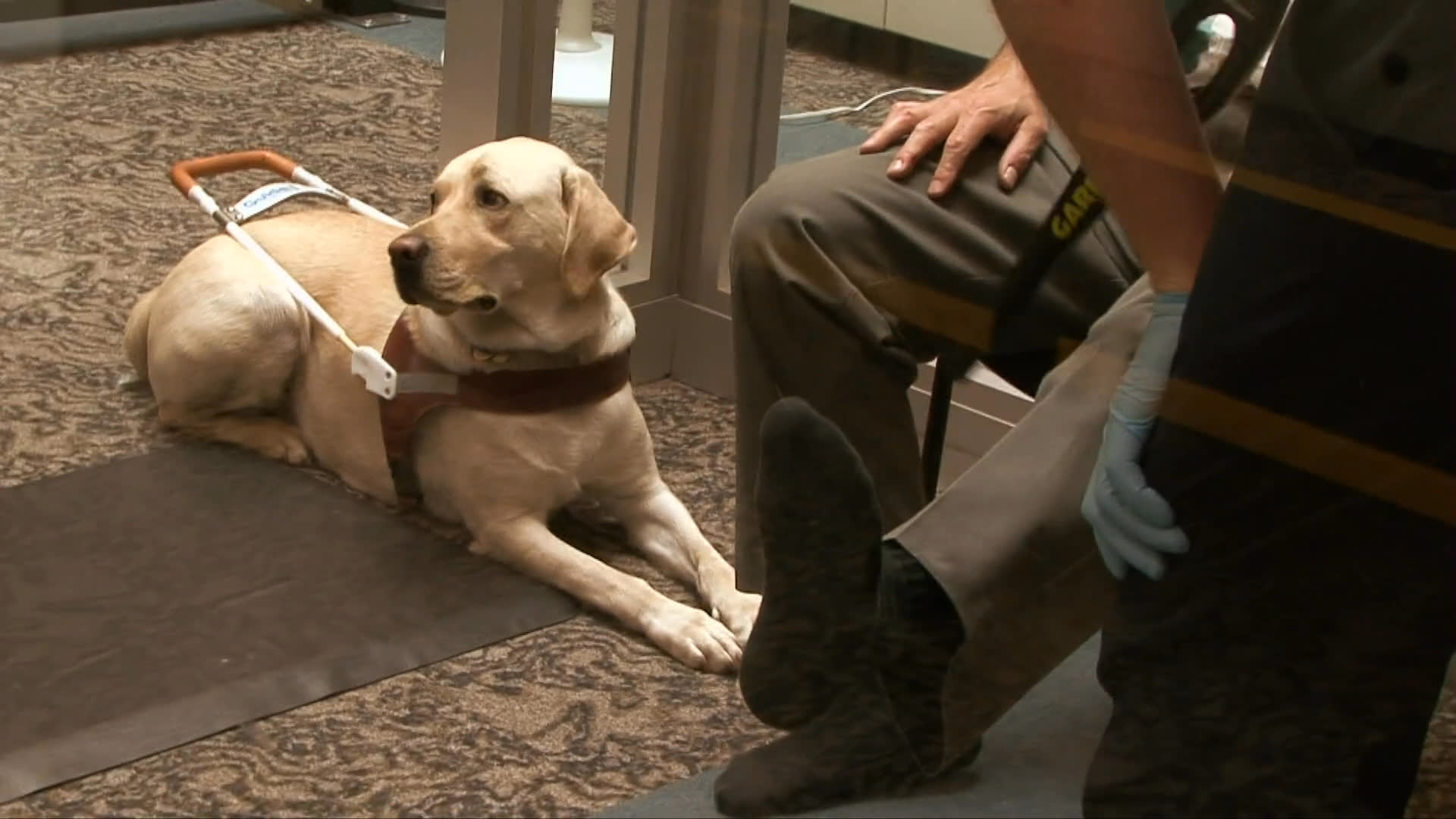 A man and his service dog navigate an airport security checkpoint where officials inspect the animal's harness and gear. Following the screening, the pair boards an elevator together to continue their travel.