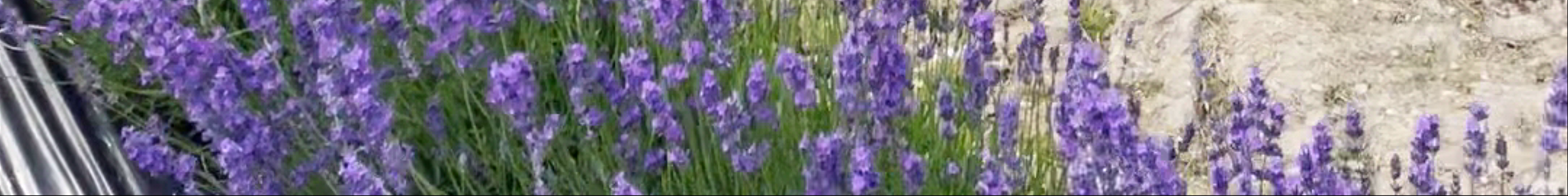 Tours & experiences in Bexley