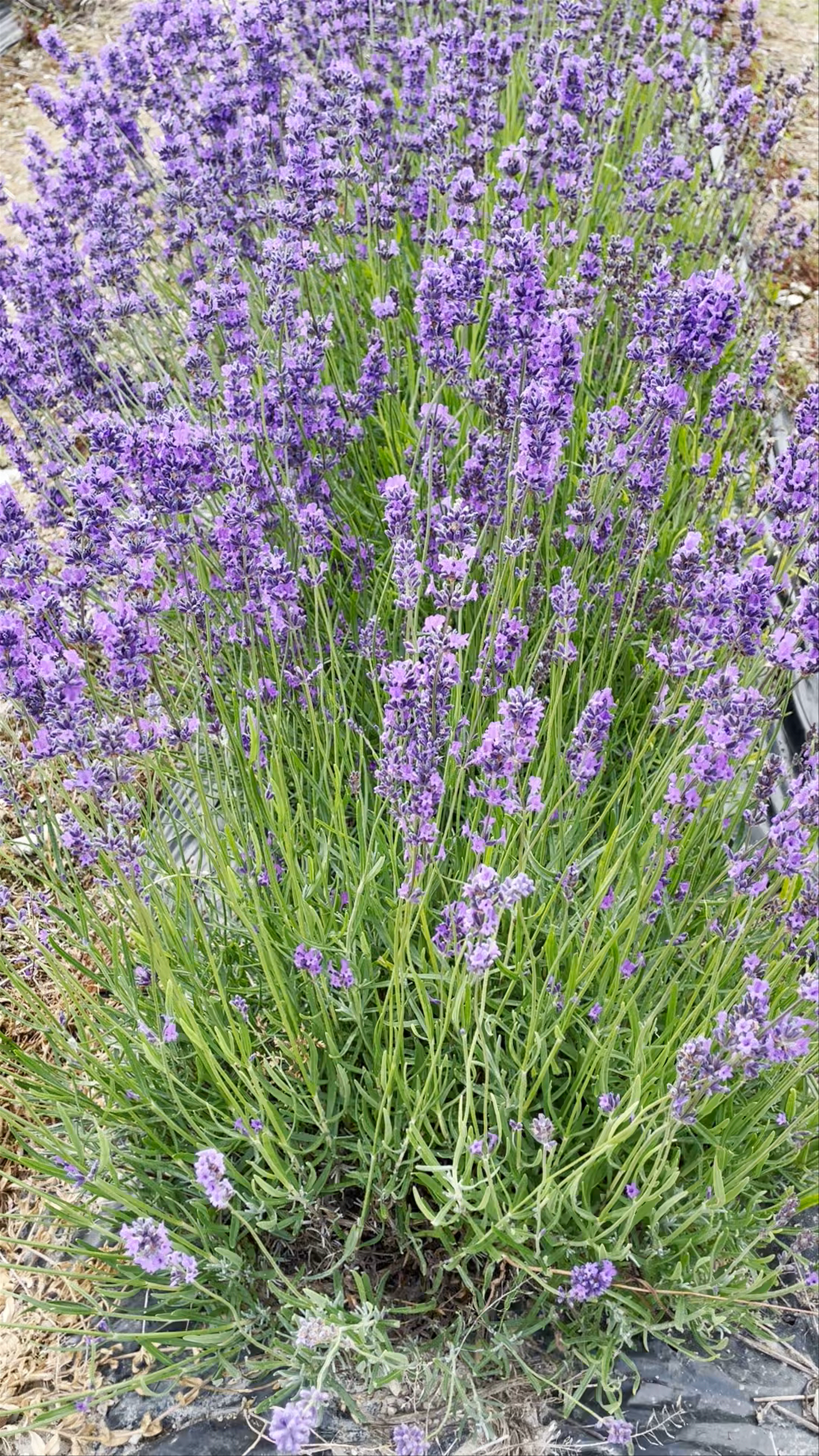 Stunning Lavender Fields at Castle Farm, Sevenoaks