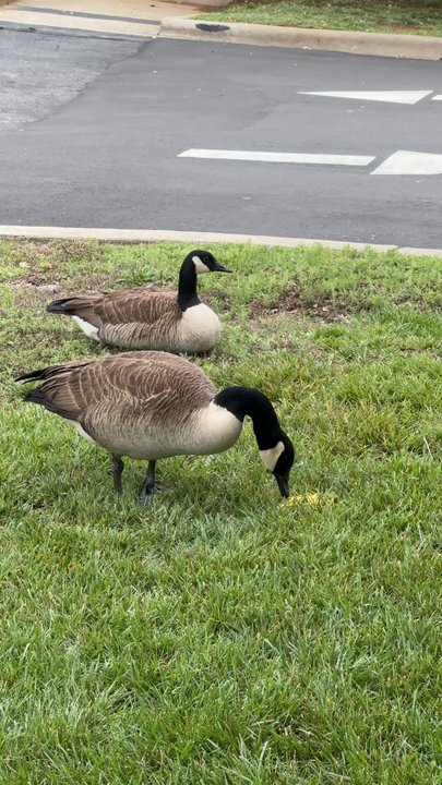 The Laundry Room - Geese outside so cute - Laundromat Near Me - Charlotte, North Carolina