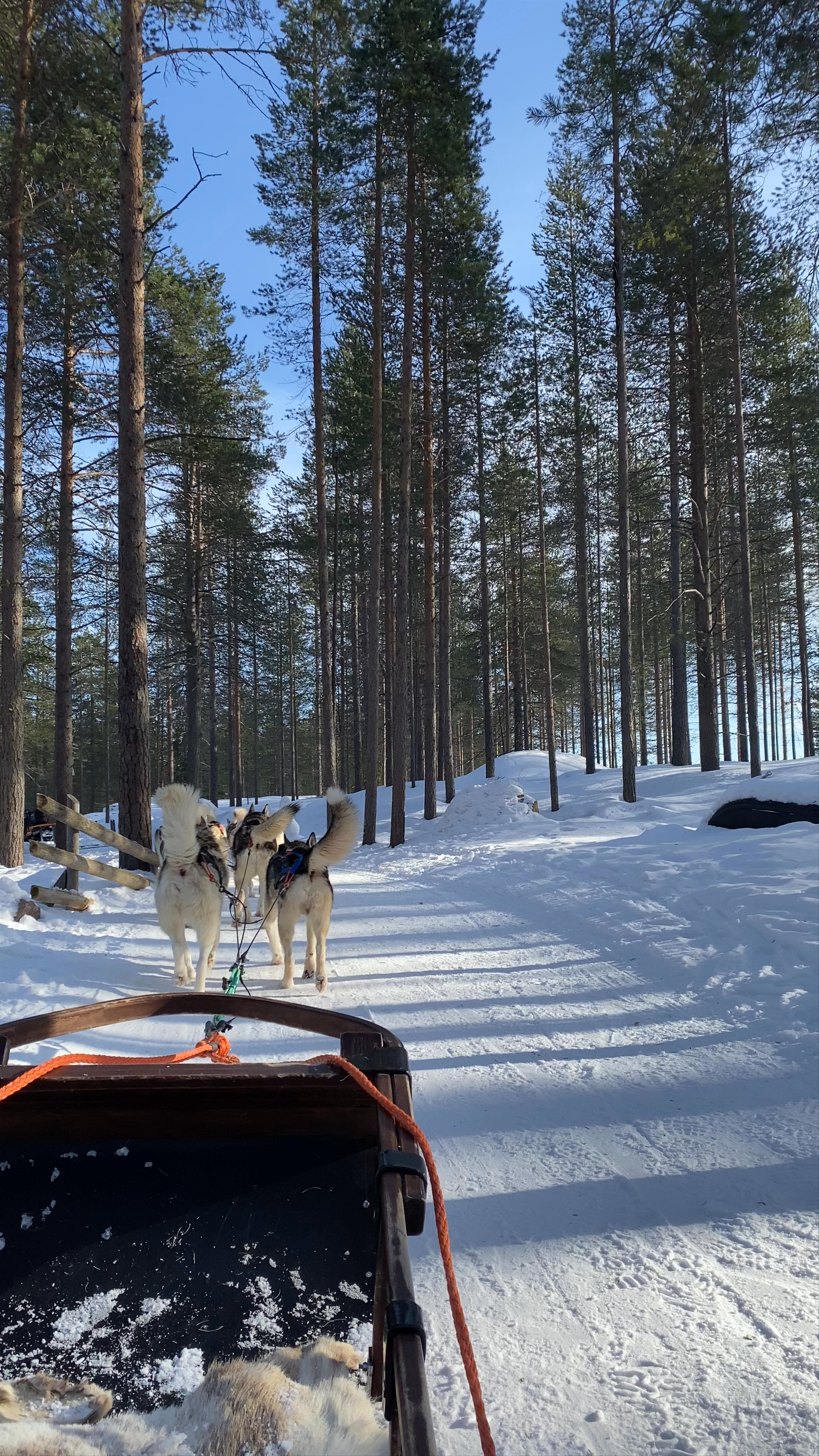 Santa's Husky Rides: Magical Winter Adventure in Rovaniemi, Finland
