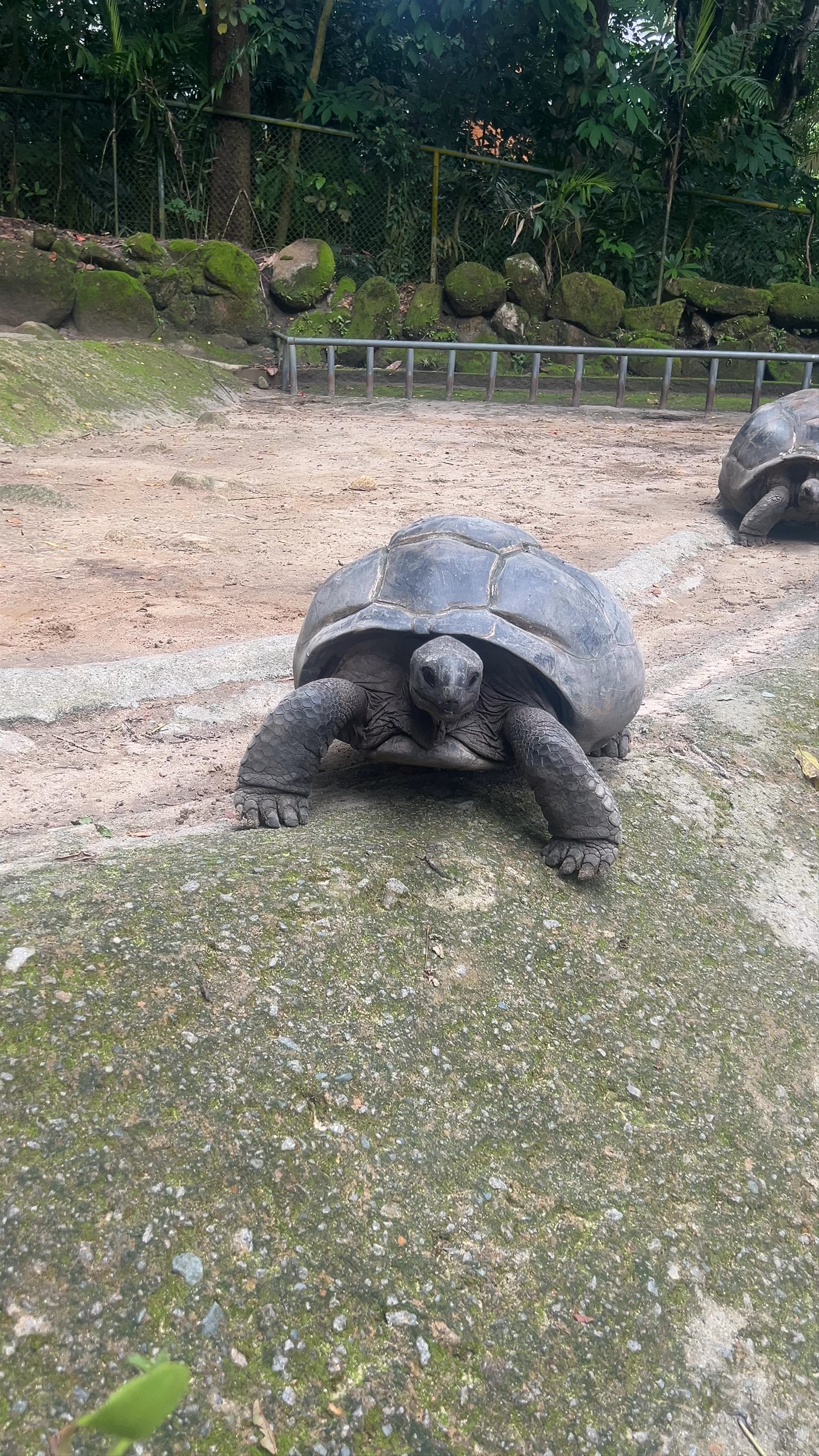 Giant Tortoise Enclosure