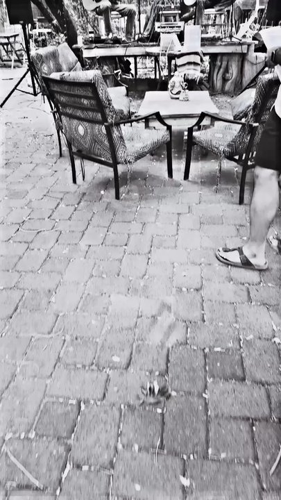 ChocolaTree - Ambiance and vibe of garden side - Vegetarian Near Me - Sedona, Arizona