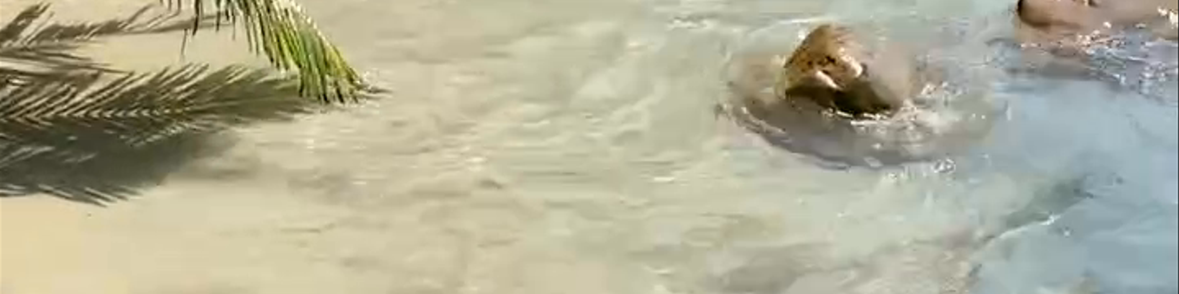 Ko Kood