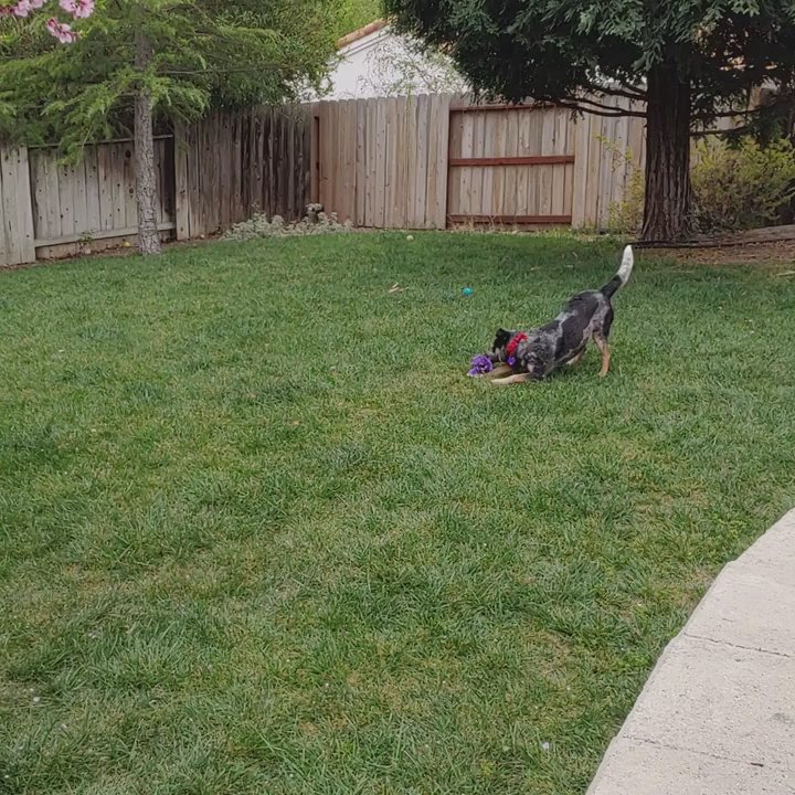 Pet Nanny Paso - Pet Sitting Near Me