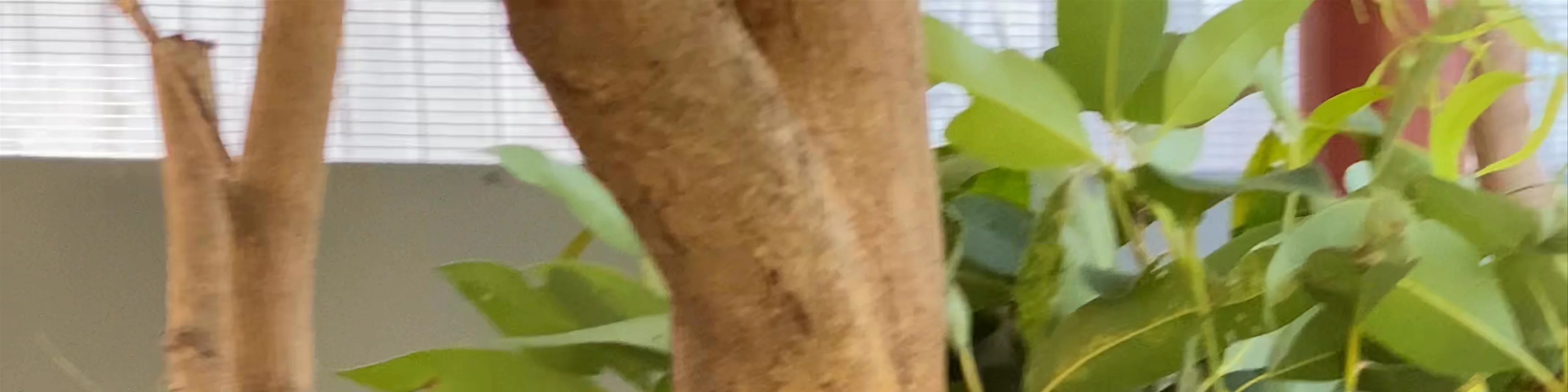 Kuranda Koala Gardens