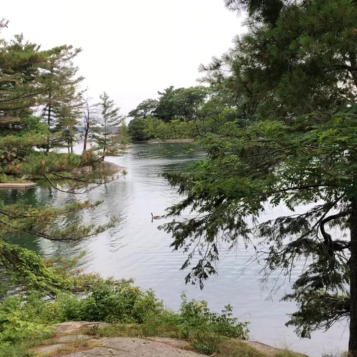Kring Point State Park - Geese in the morning - Parks Near Me - Redwood, New York