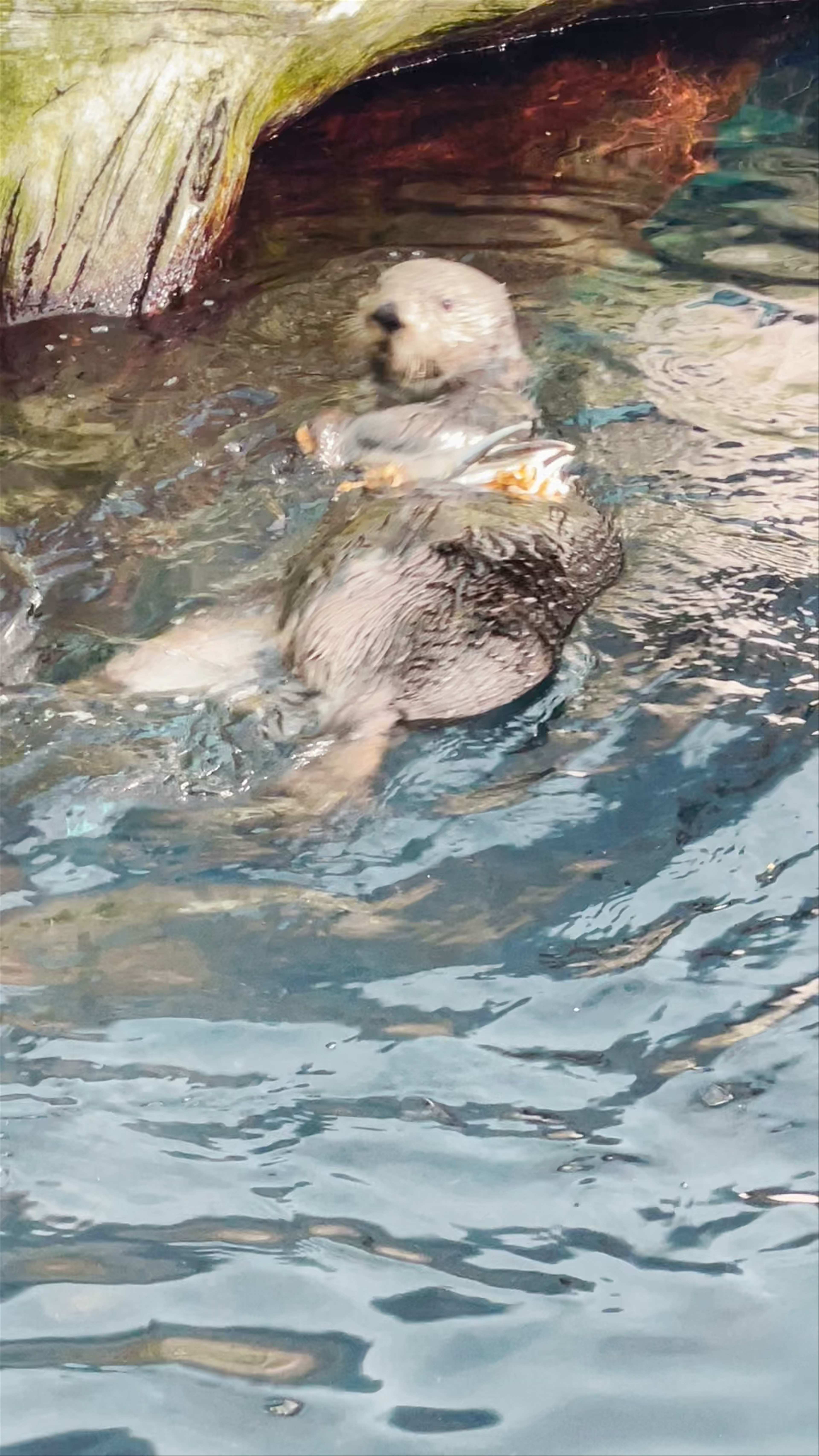 Oceanário de Lisboa