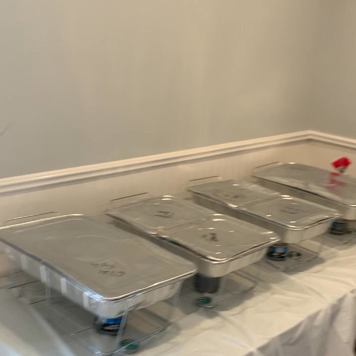 Omega's Biscuits N Eggs - Here's out catering!! - Diners Near Me - Commerce, Texas
