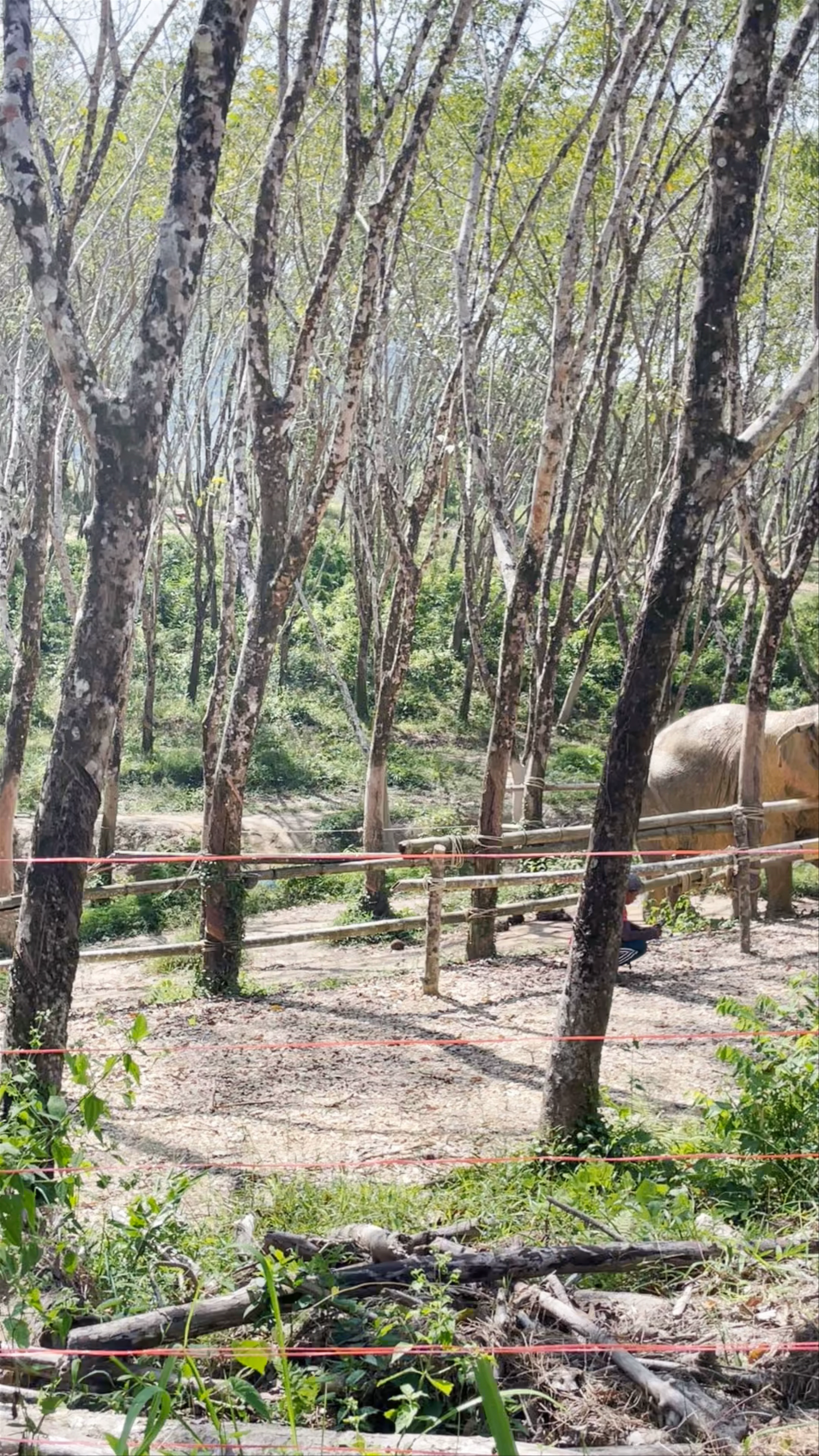 Khao Sok Elephant Sanctuary