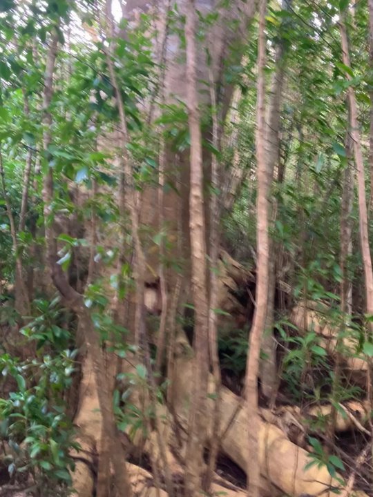 Pu'u Pia Trail - Roots from one large old growth tree - Hiking Near Me - Honolulu, Hawaii