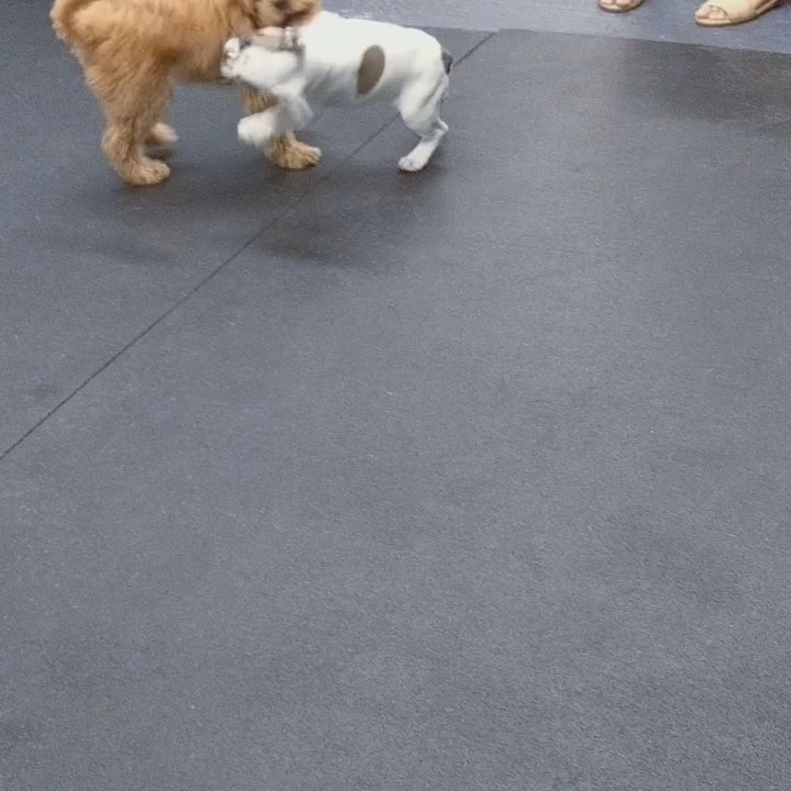 Paws4Training - Watch the ending with Milo petting Kaiser the daucshund - Pet Training Near Me - Seattle, Washington