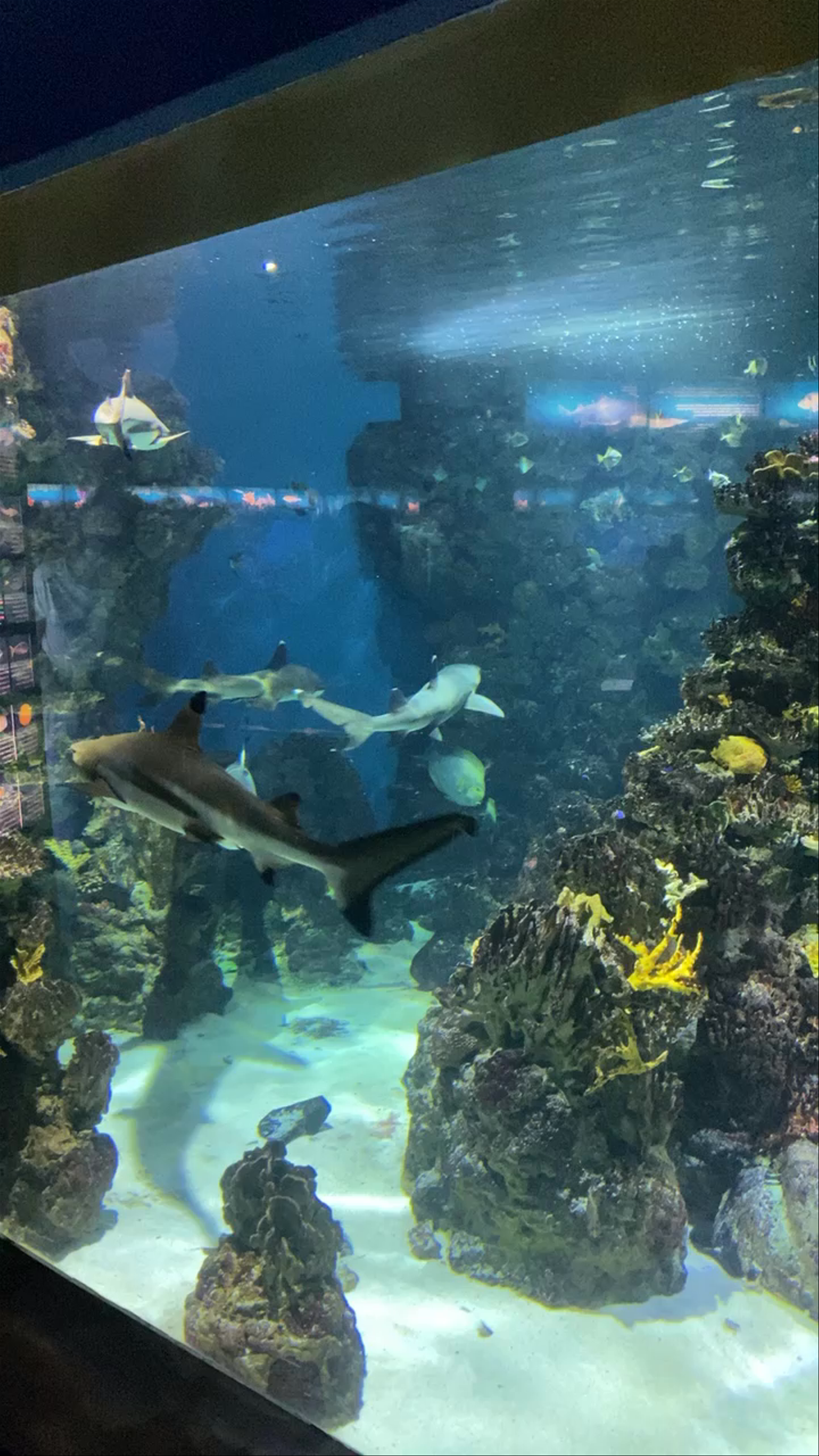 Aquàrium Barcelona