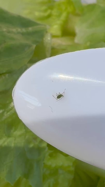 Porky's Pizza - Alive bug!! - Pizza Near Me - Corona, California
