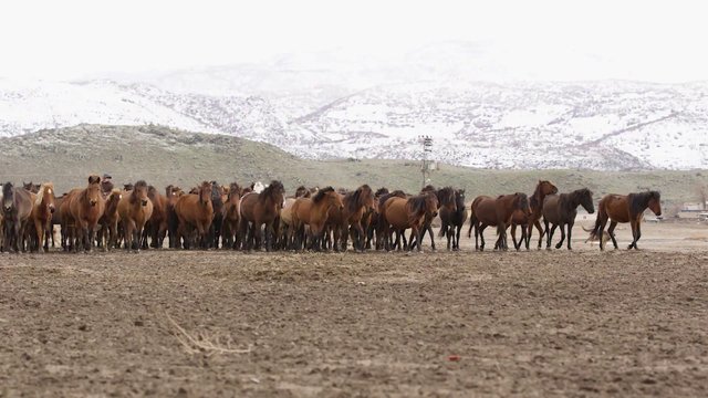Turkish horses on a farm 