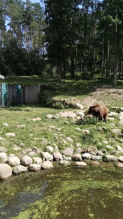 Wildpark-MV - Braunbären - Zoos Near Me - Güstrow, MV