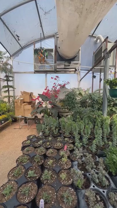 The Greenhouse - Tropical greenhouse - Nurseries & Gardening Near Me - Norman, Oklahoma