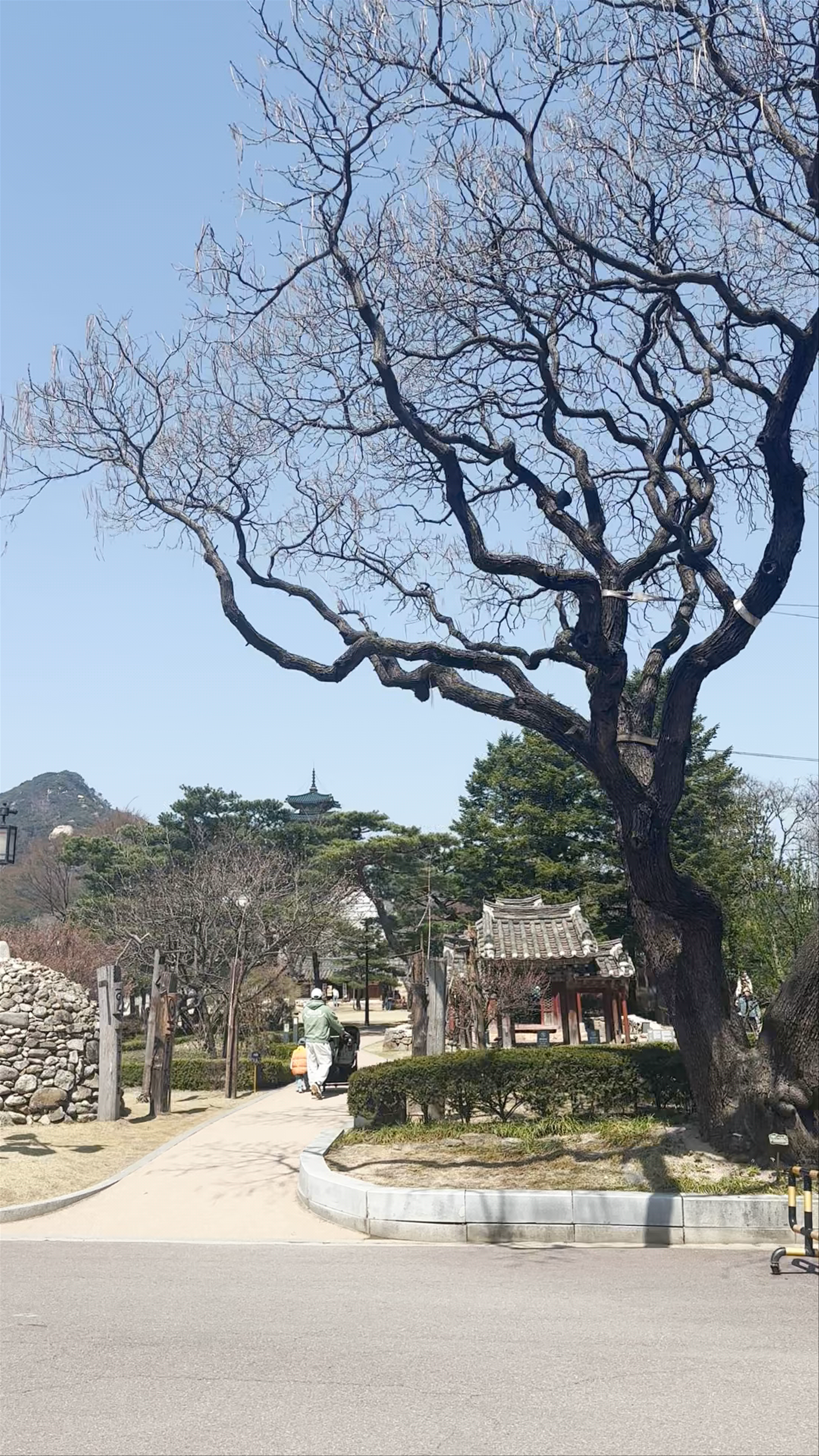 Blue House Gardens: Spring Serenity in Seoul