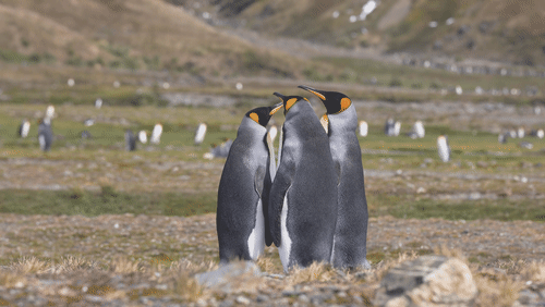 King Penguins on Saint Georgia Island animated gif