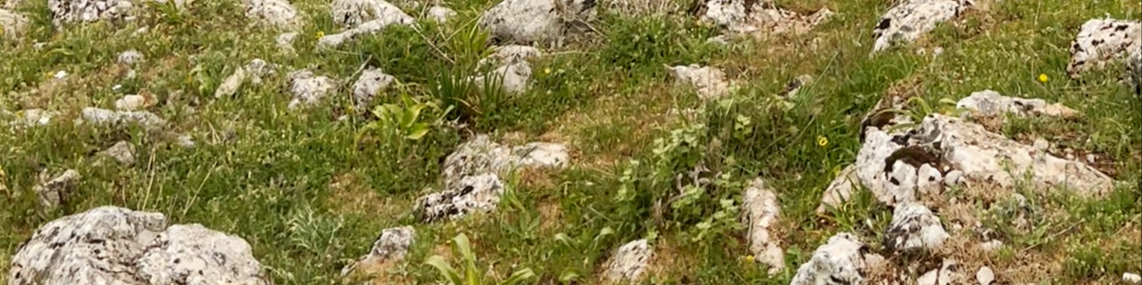 Sierra de Loja