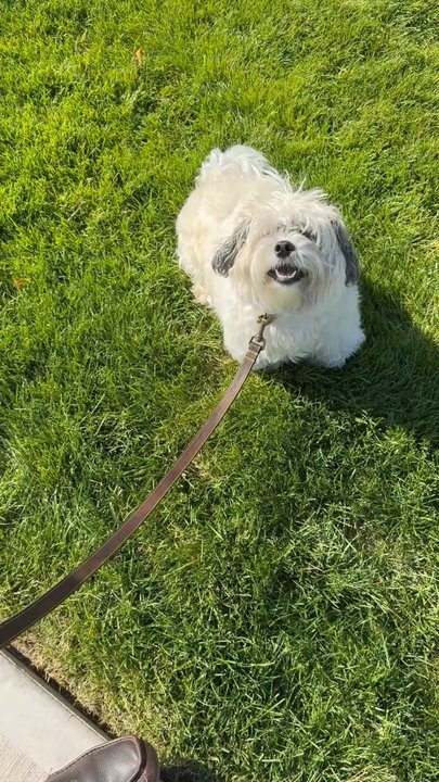Shampooch Paw Spa - Serafina - Pet Groomers Near Me - Middletown, Connecticut