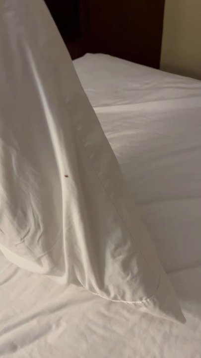Hampton Inn & Suites Lawton - Bedbug in one of my beds! - Hotels Near Me - Lawton, Oklahoma