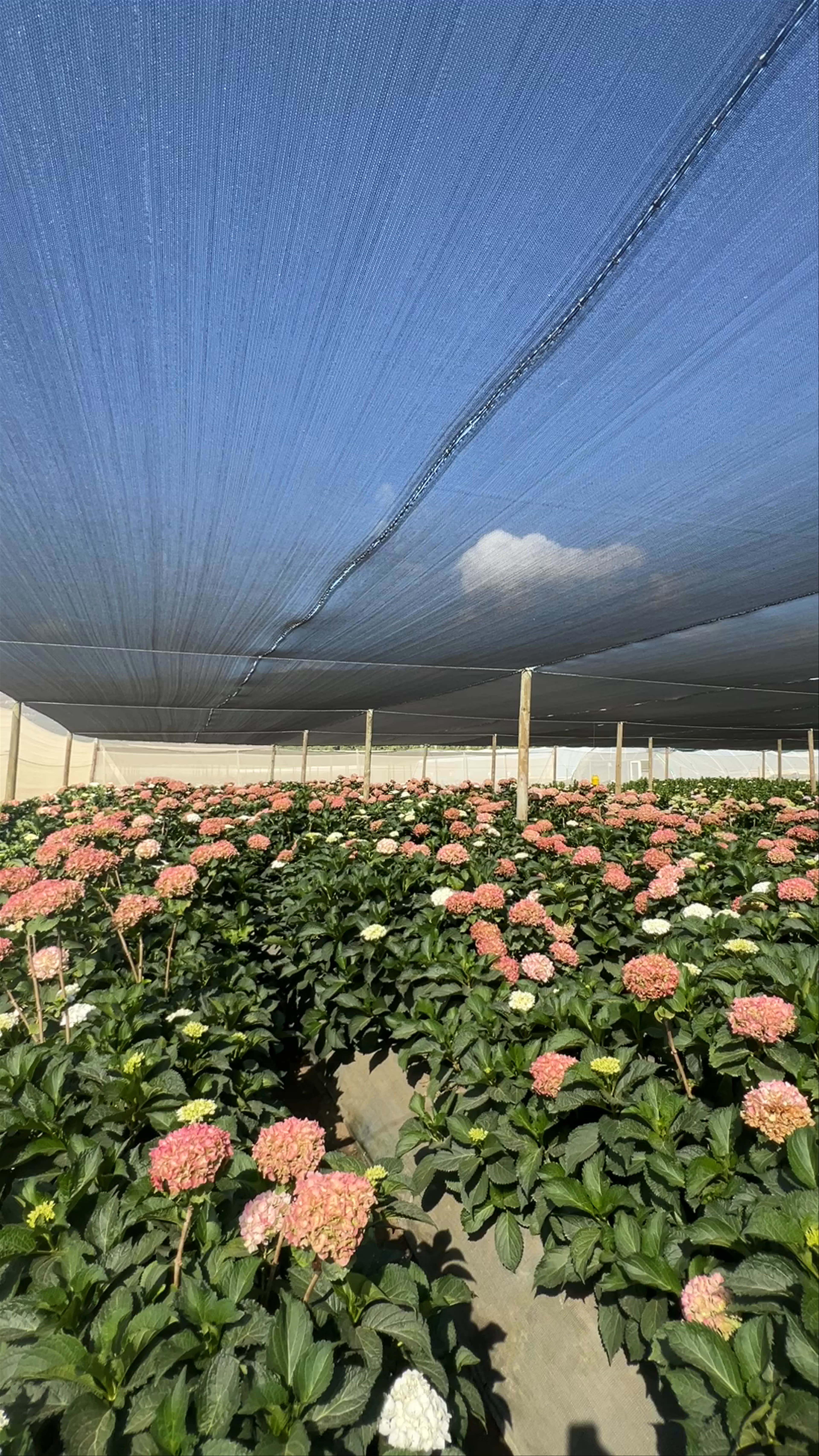 Adene's Farm Flowers