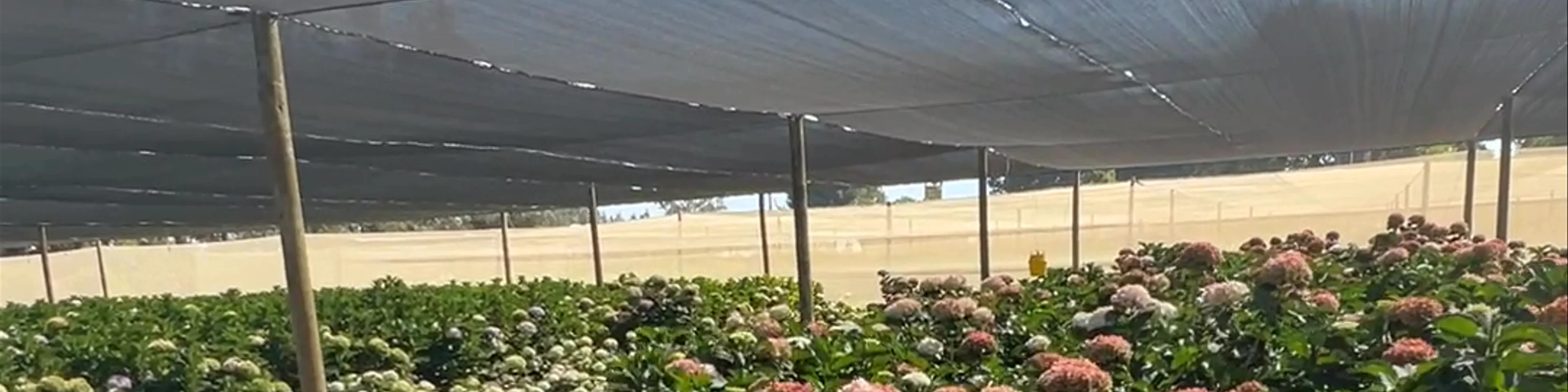 Adene's Farm Flowers