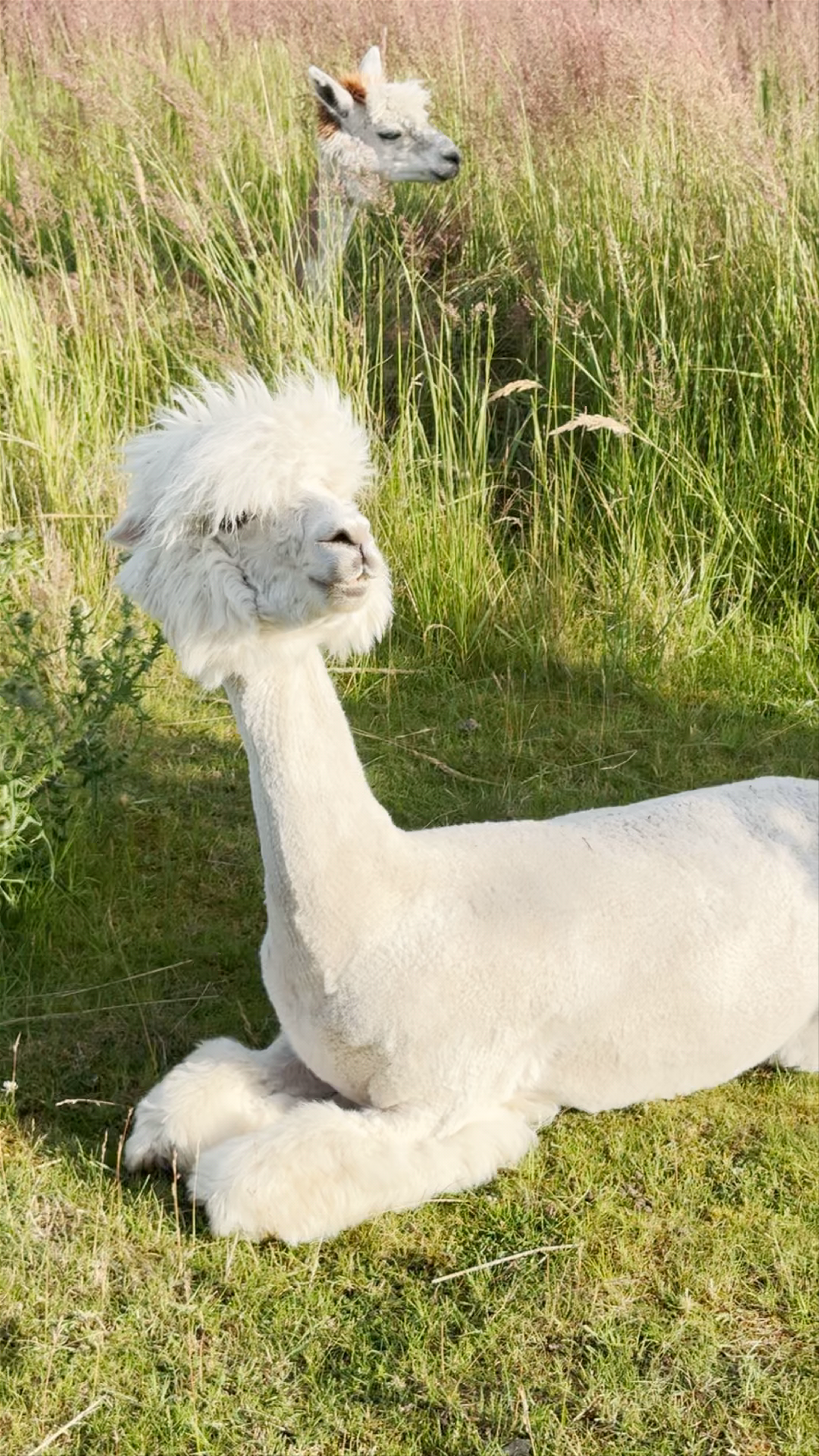 Sydhavnstippen Naturpleje