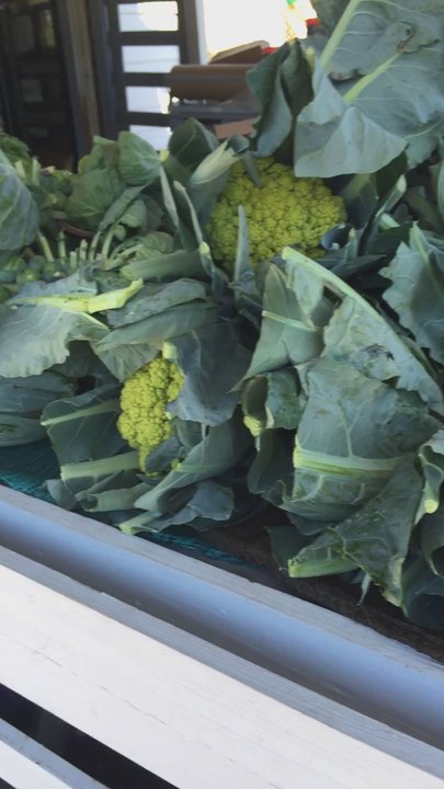 Brown's Farm - Fruits & Veggies Near Me - Hawthorne, Florida