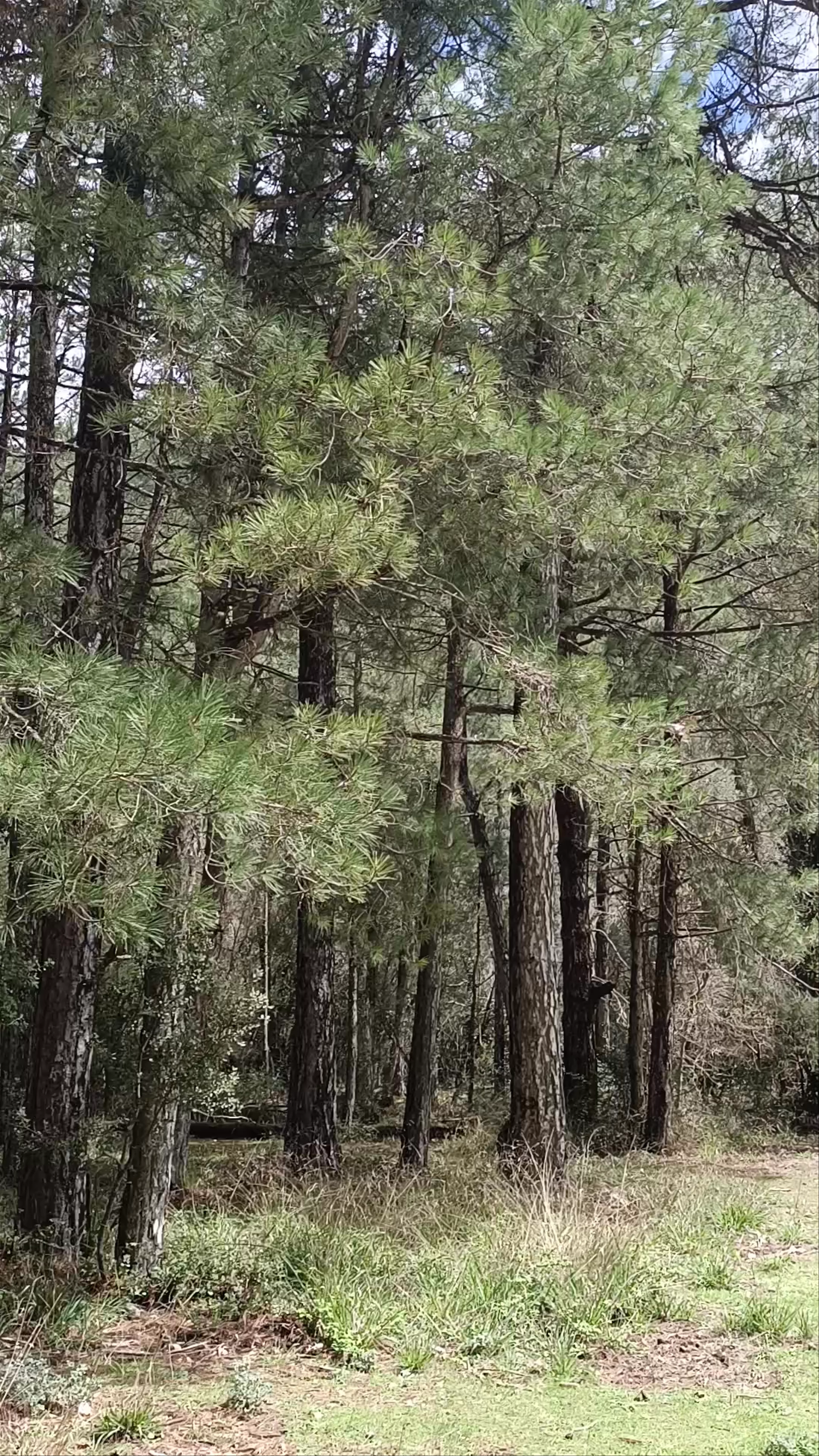 Parque Natural de Los Calares del río Mundo y de la Sima Monte Ardal
