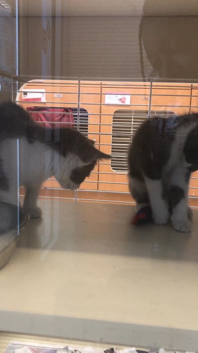 Dekalb County Animal Services - Little kittens playing lol - Animal Shelters Near Me - Chamblee, Georgia