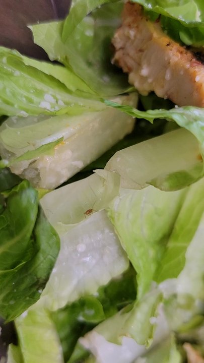 Opera Cafe Lounge - Moving bug in salad. Opera you all are disgusting. Wash your lettuce - Turkish Near Me - Brooklyn, New York