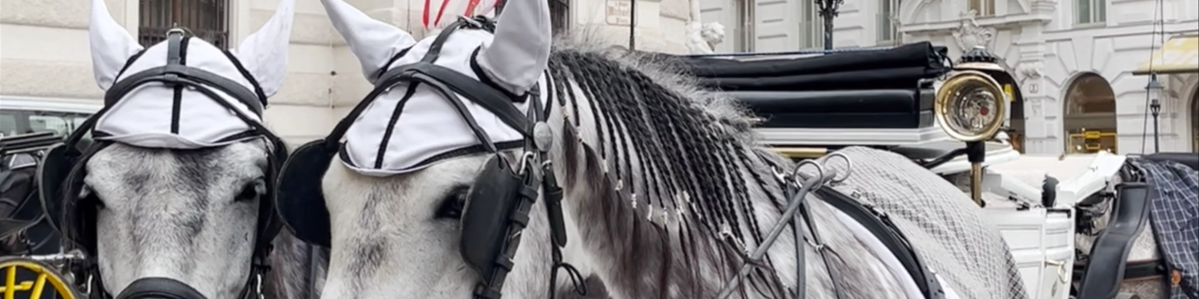 horse-drawn carriage tours