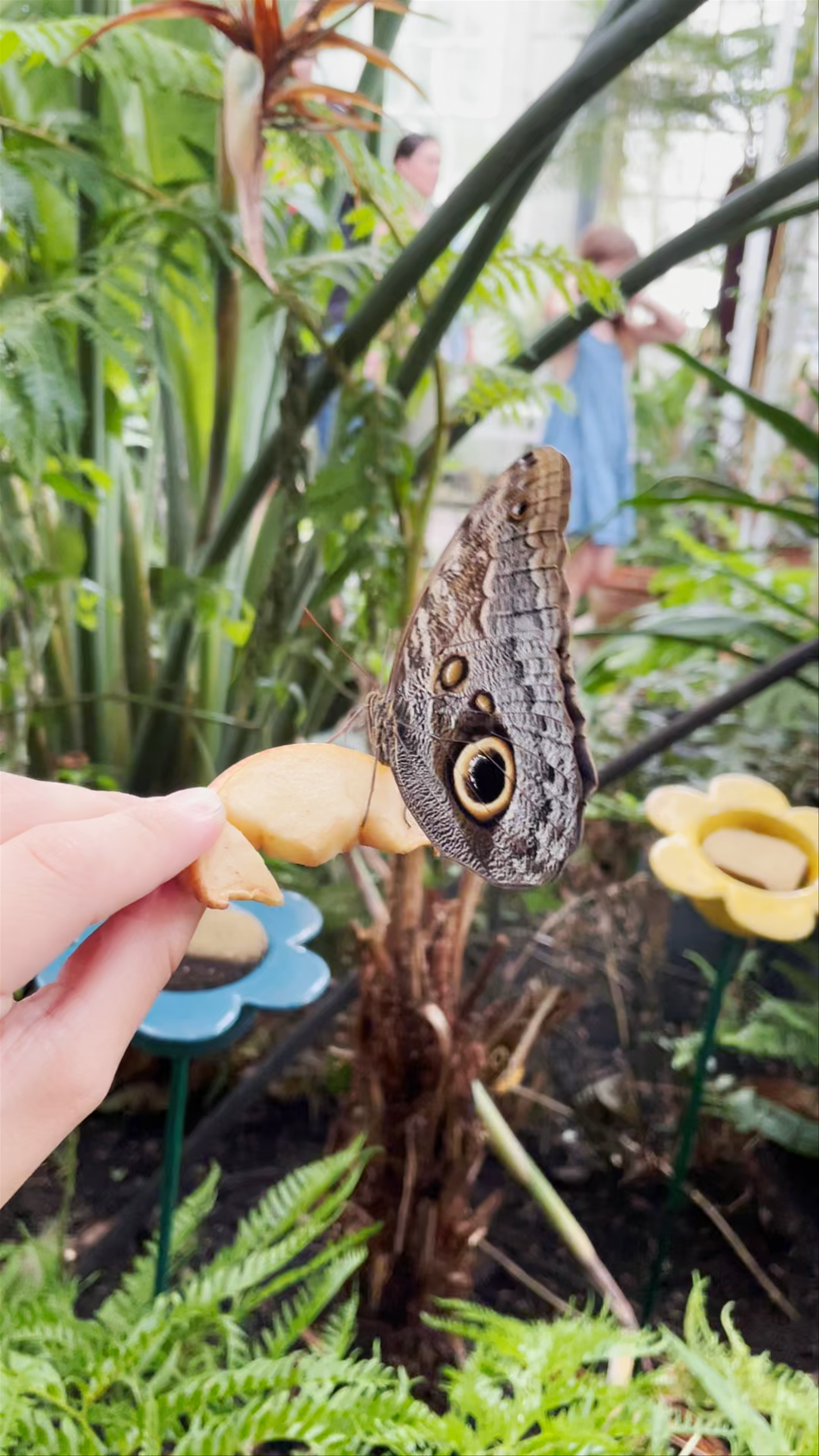 Butterfly House