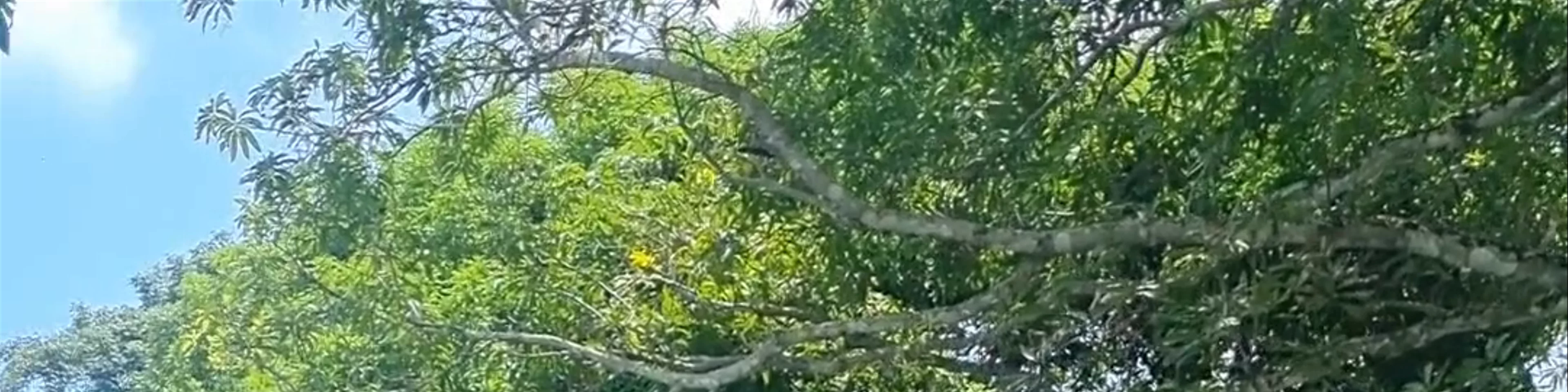 El Aguacate