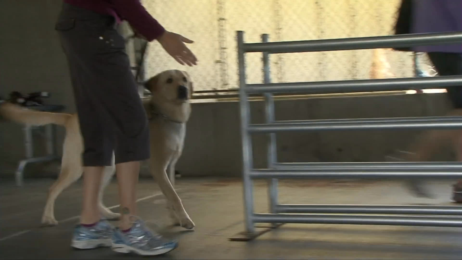 A service dog handler trains a labrador retriever to practice intelligent disobedience by refusing a command in an unsafe situation. The training transitions from a controlled corridor environment to a public street intersection, demonstrating critical safety decision-making skills.