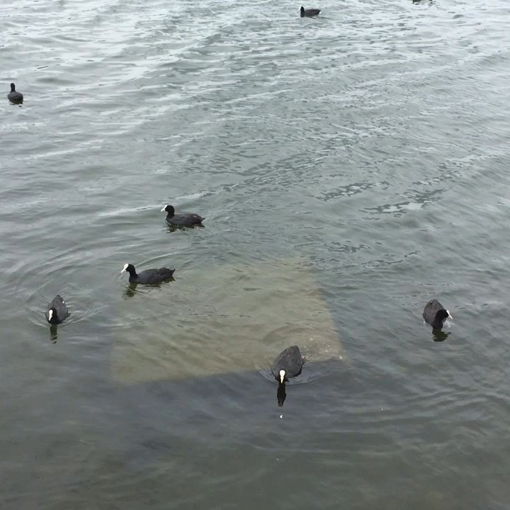 Edgbaston Reservoir - Lakes Near Me - Birmingham, XWM