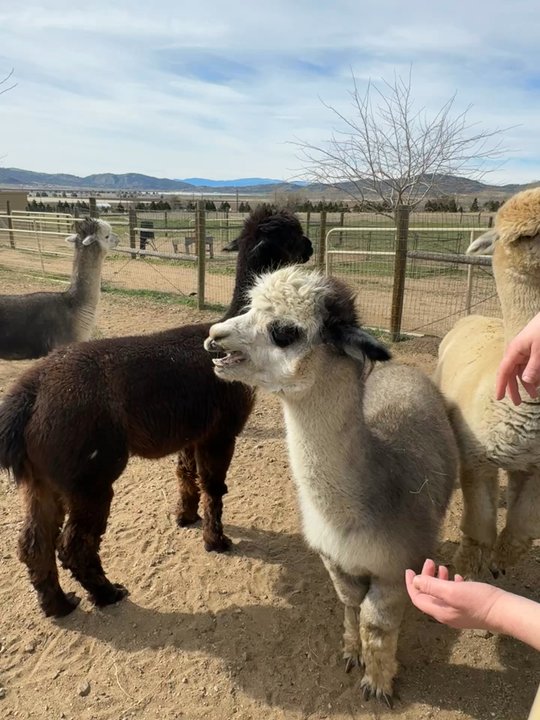 Adorable alpaca - Farms Near Me - Tehachapi, California