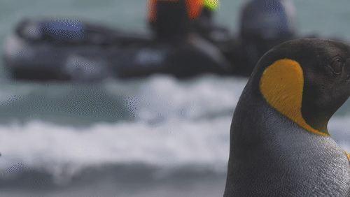 King Penguins in South Georgia animated gif