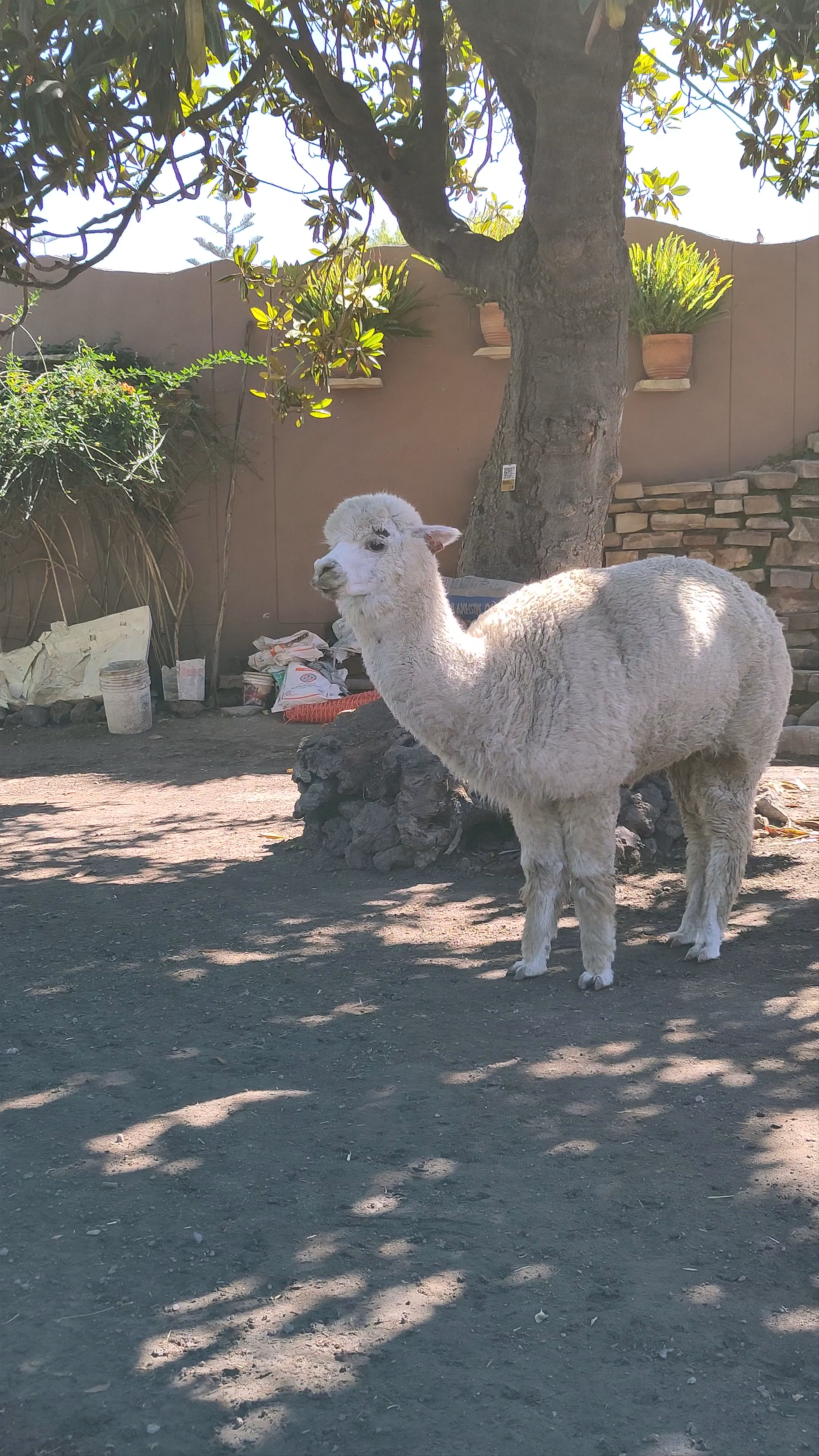 Mundo Alpaca