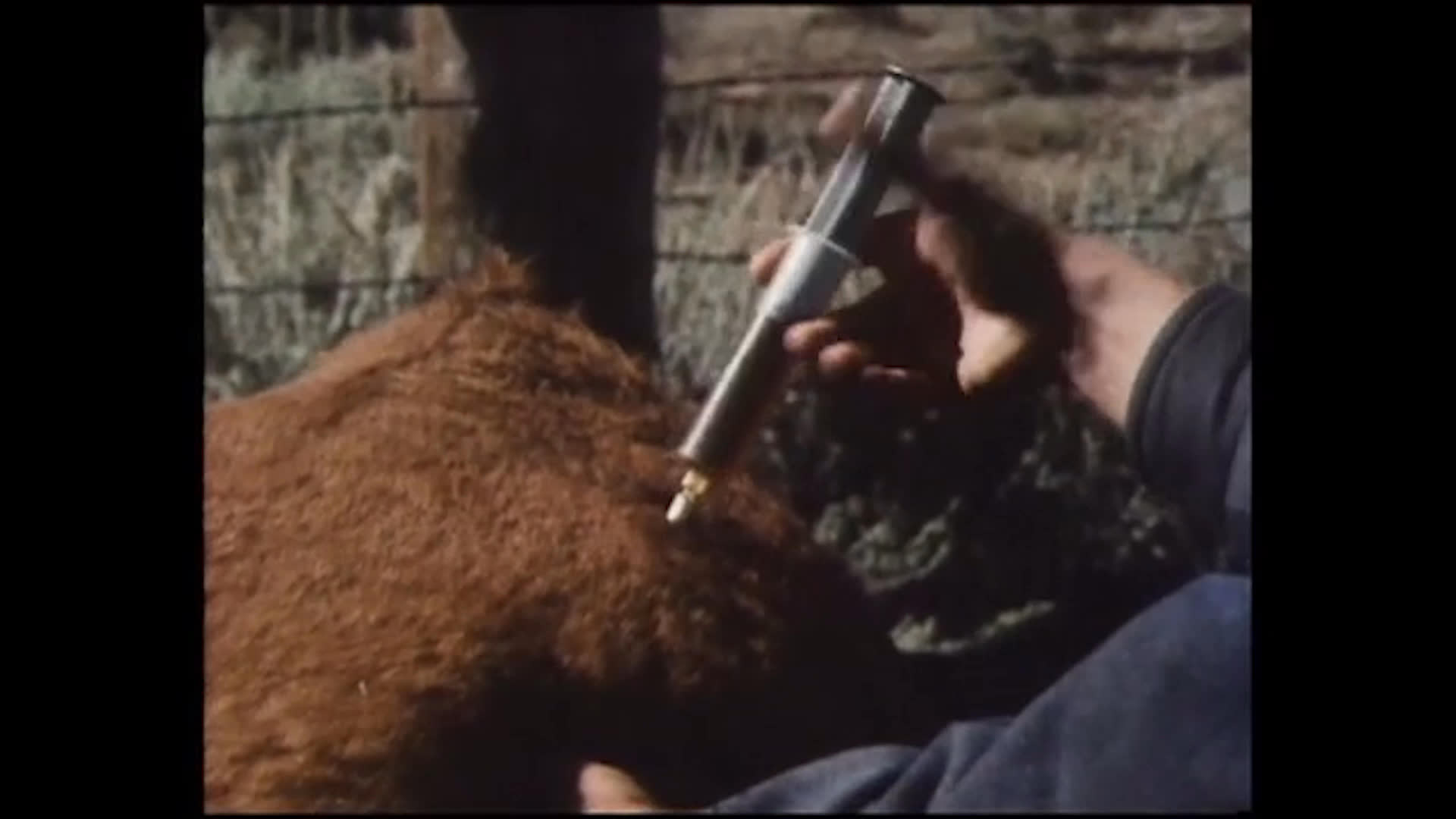 A person steadies a brown, white-faced cow in a fenced pen and presses a syringe against its back. The sequence ends on a wide rural landscape and a person standing beside a building and gate.