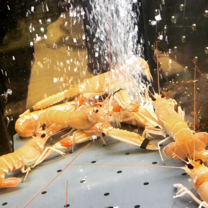 Ondarreta - Fresh! - Seafood Near Me - Donostia, SS