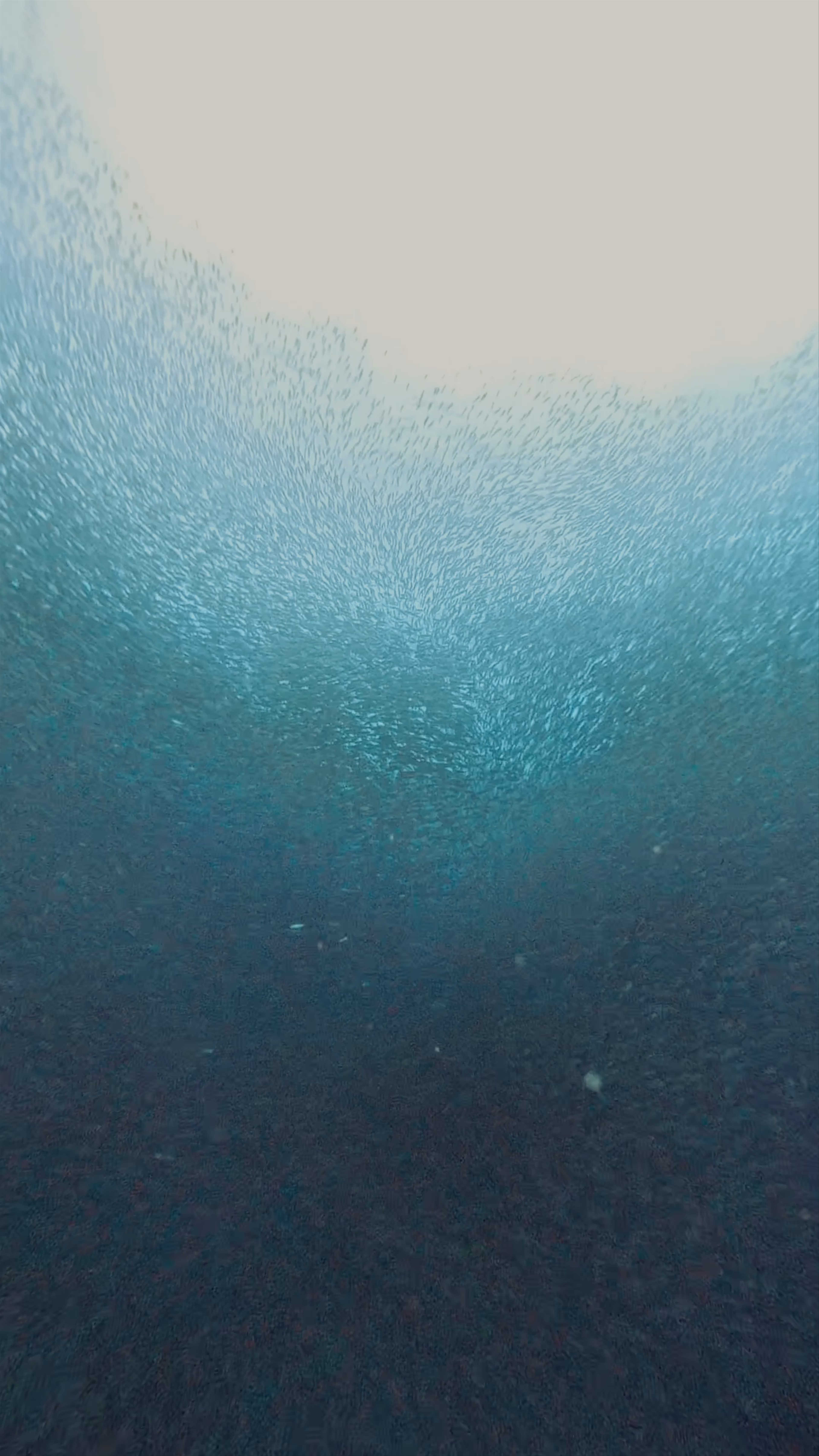 Moalboal Sardines Run