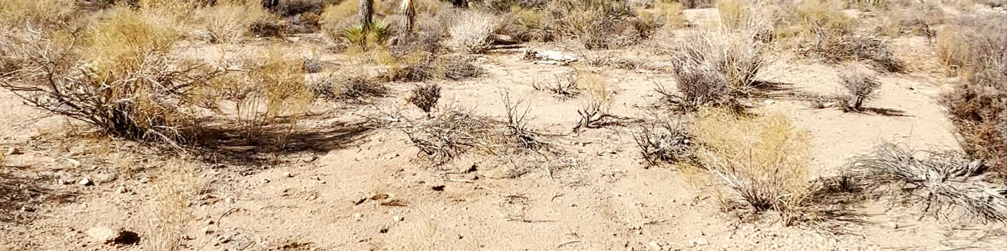 Joshua Tree National Park
