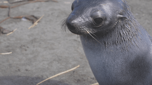 Antarctic fur seals animated gif