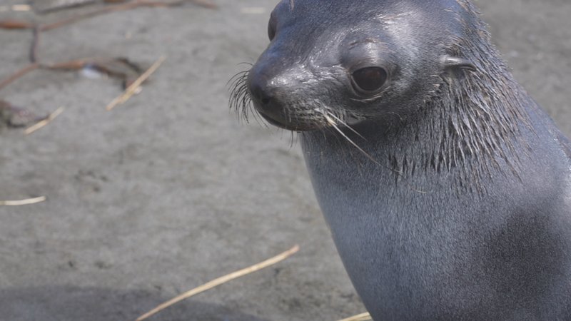Antarctic fur seals poster