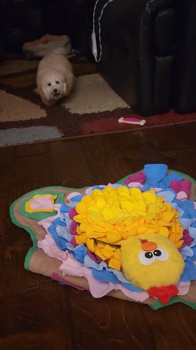 Dogtopia of Alpharetta at Halcyon - My puppy enjoying her Secret Santa gifts - Pet Boarding Near Me - Alpharetta, Georgia
